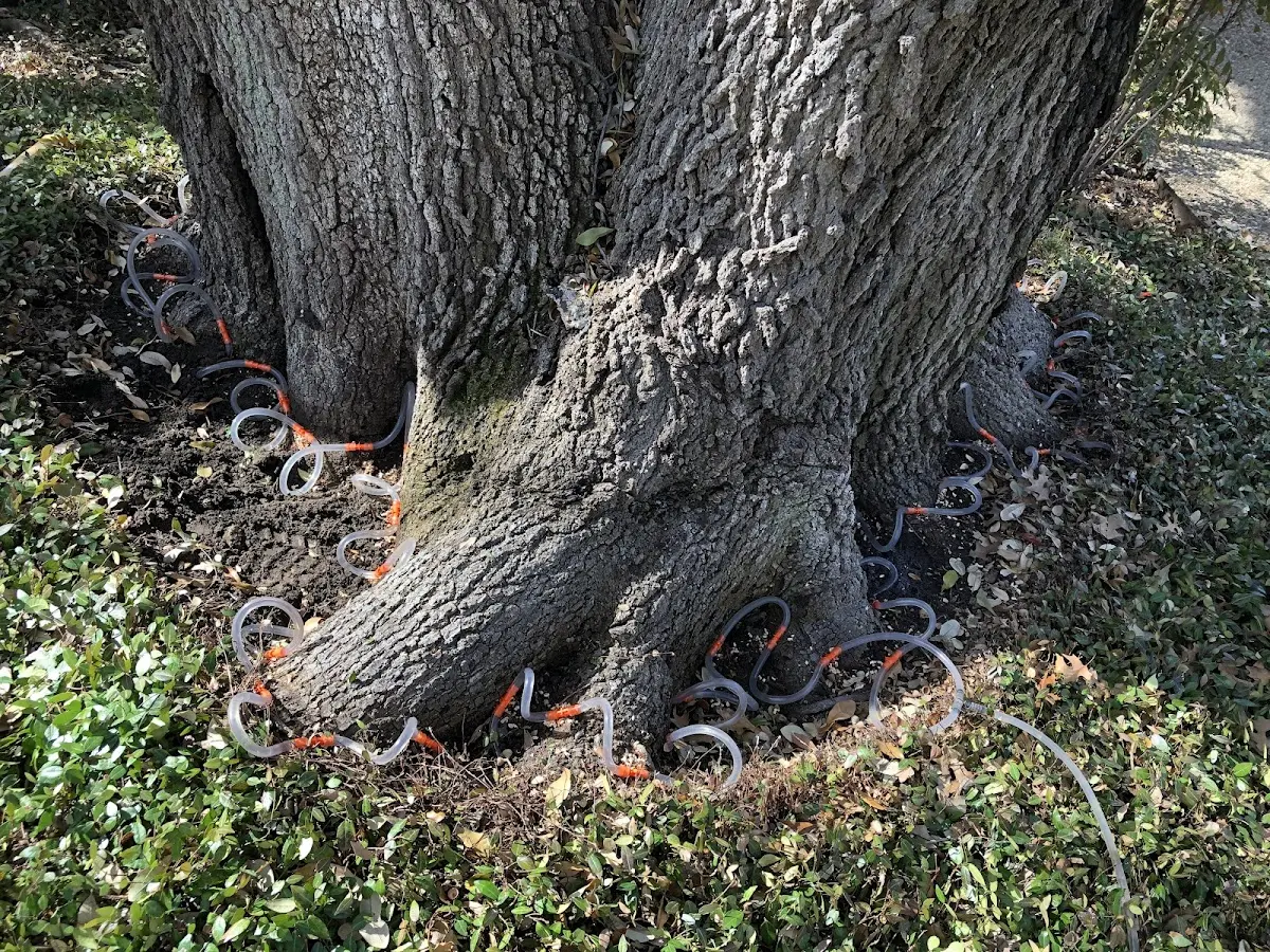 Detailed Tree Cabling and Bracing job site in Valley Mills