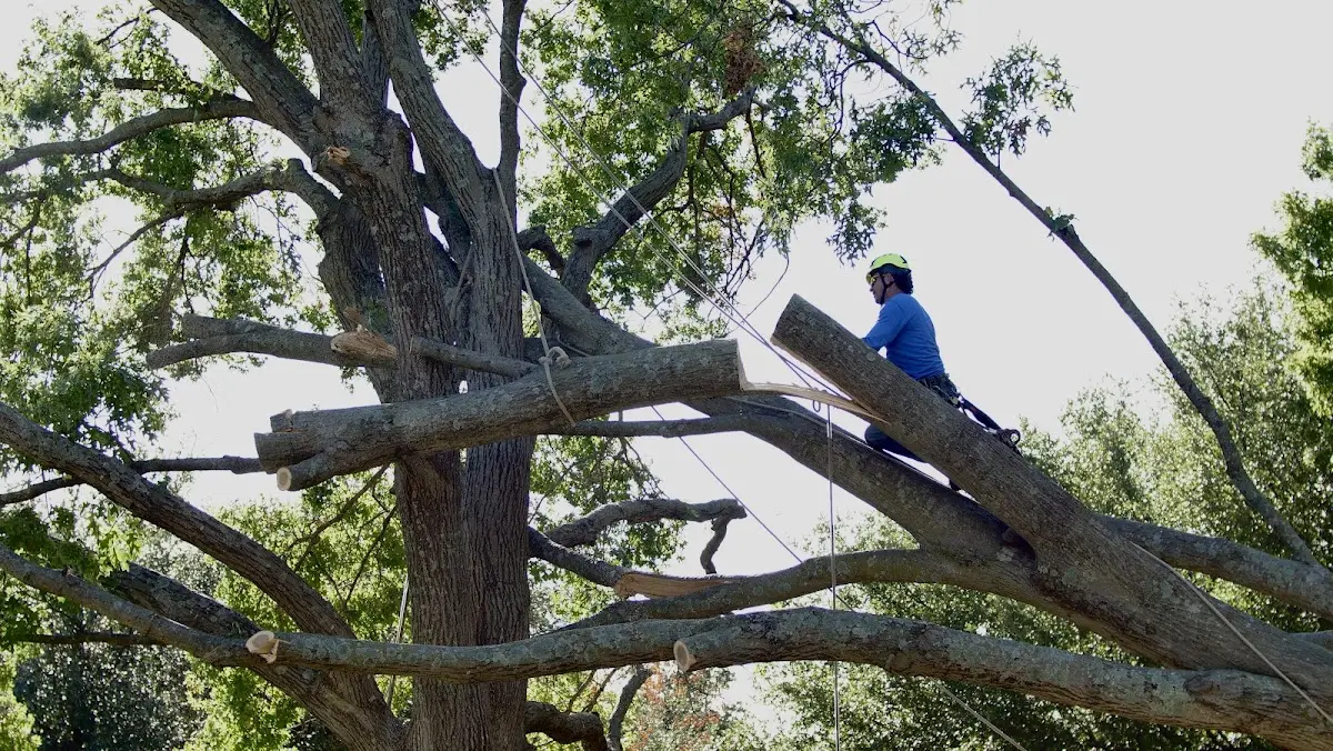 Professional Crown Thinning performed by certified arborists in Valley Mills