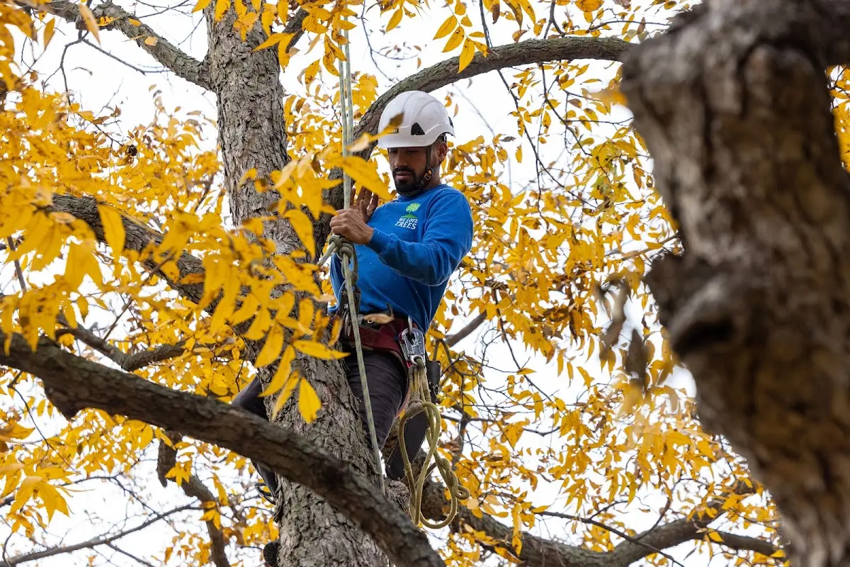 Skilled Tree Pruning crew working in Valley Mills