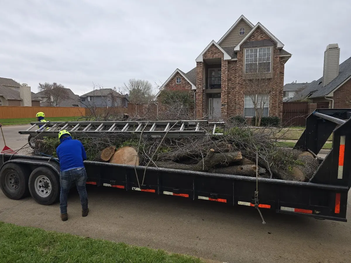 Expert Tree Pest Control with proper safety equipment in Valley Mills